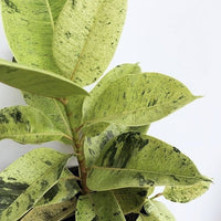Ficus Shivereana Rubber Plant - plant store® 
