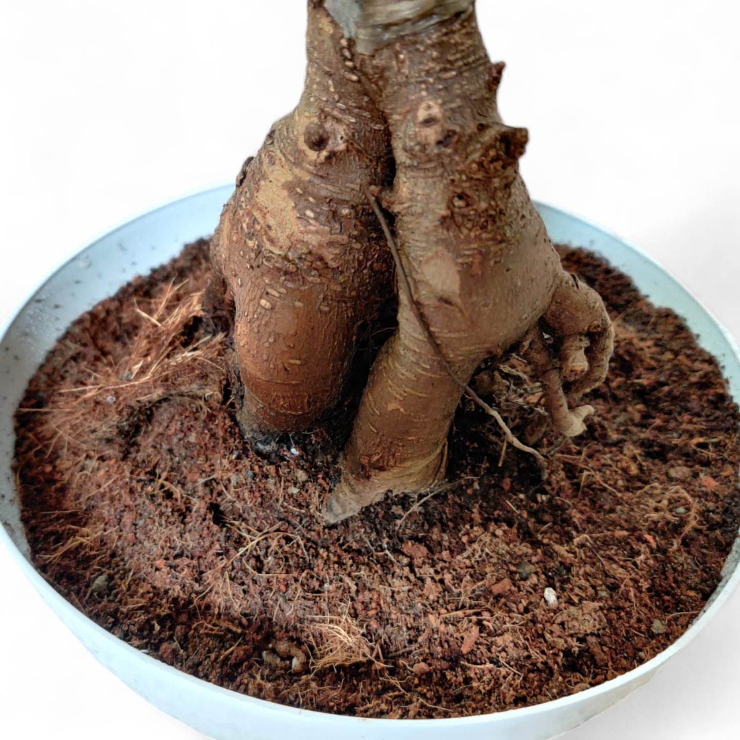 Ficus Ginseng Grafted Bonsai Plant (10 Years Old)