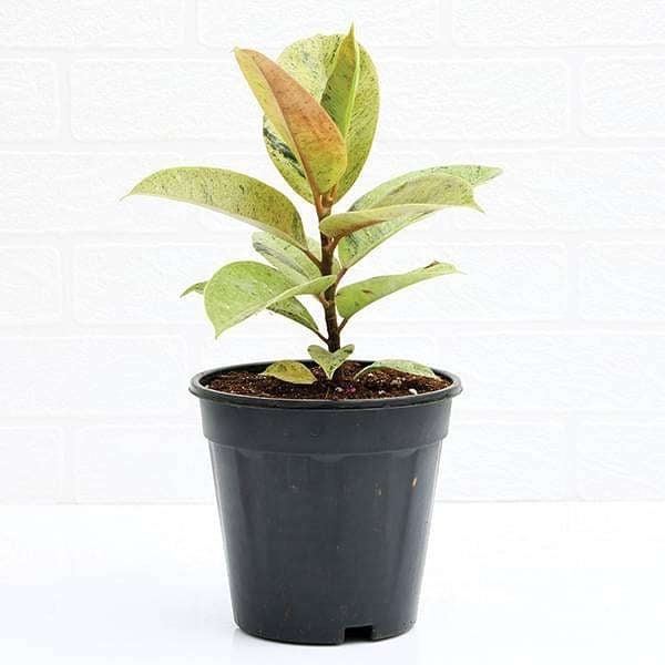 Ficus Shivereana Rubber Plant - plant store® 
