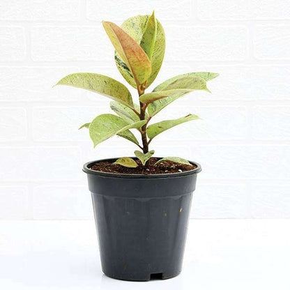 Ficus Shivereana Rubber Plant