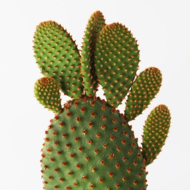 Green Bunny Ear Cactus