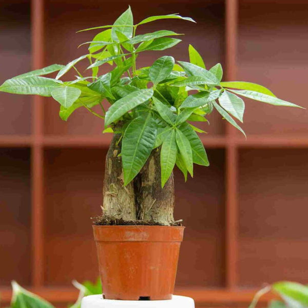 money plant philippines Pachira Money Tree Plant