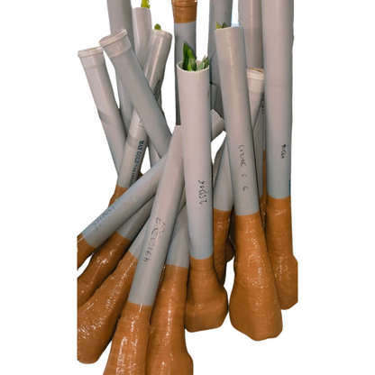 Long Chiku Grafted Tree