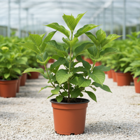 Panicle Hydrangea plant of 1 ft. only plant without flower. in a nursery pot.. nursery set up. size 1080x1080