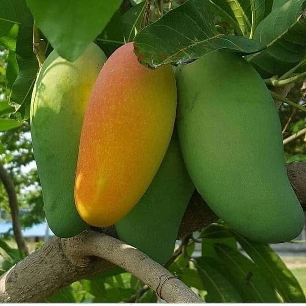 Bari 11 Mango Grafted Tree