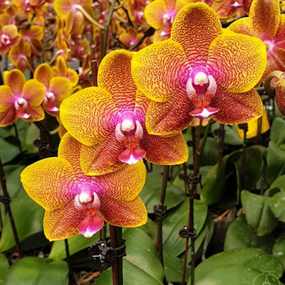 Phalaenopsis Passion Fruit (Blooming Stage)