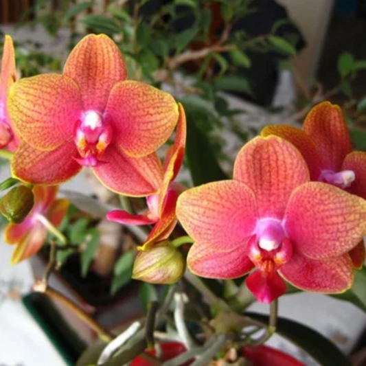 Phalaenopsis Passion Fruit (Blooming Stage)