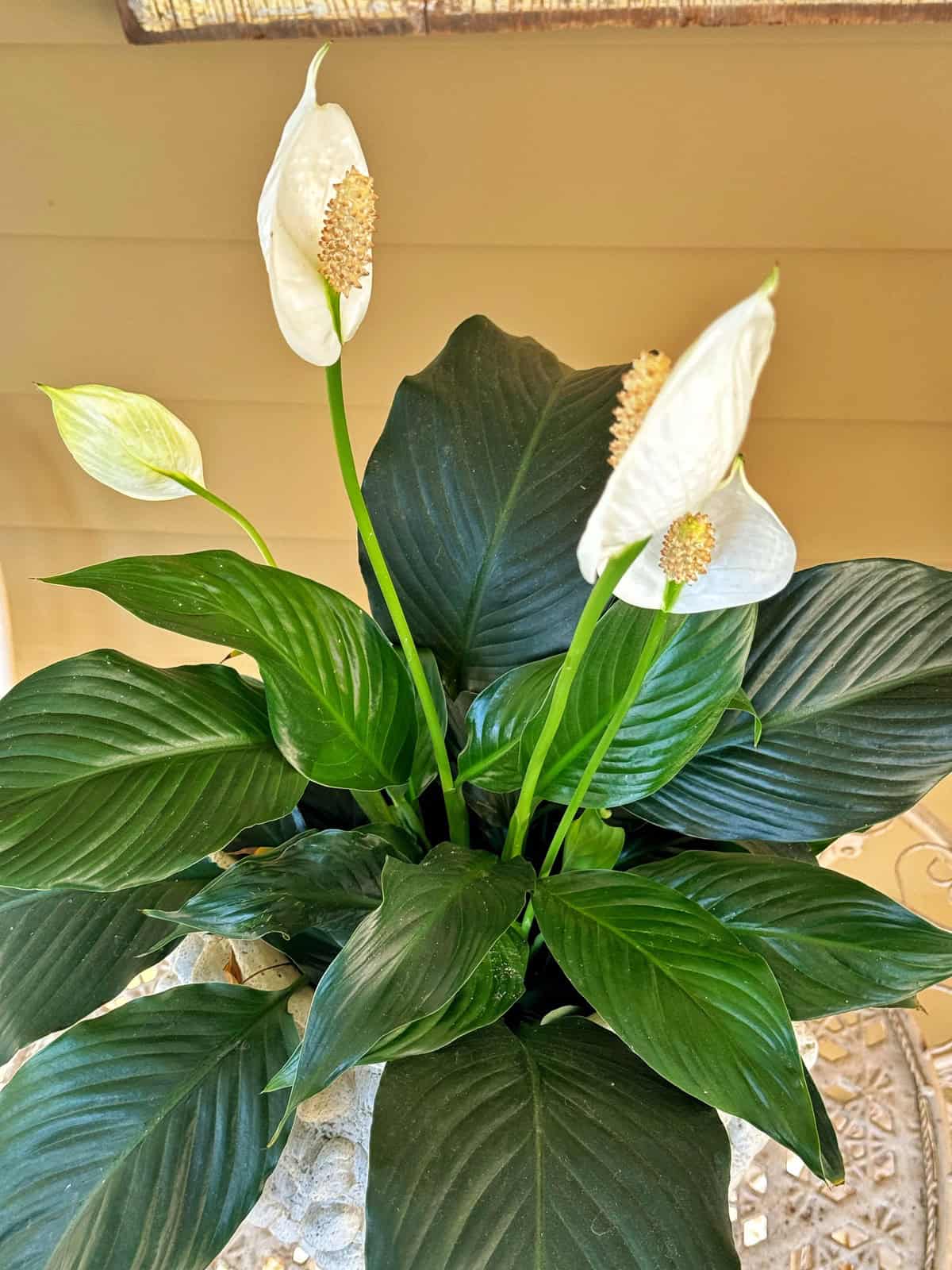 The Pure Living Plants Bundle – 5 Best Air Purifying Indoor Plants