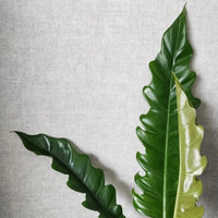 Philodendron Narrow Escape - plant store® 