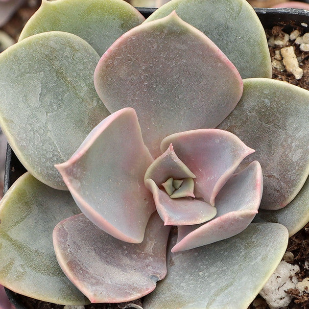 Echeveria Perle Von (Bare Rooted) - plant store® 