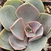 Echeveria Perle Von (Bare Rooted) - plant store® 