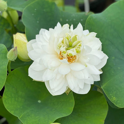 Shwetamber Lotus Tuber