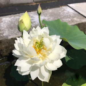 Shwetamber Lotus Tuber