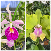 Combo of 2 Exotic Cattleya's Crownfield Mendenhall & Maria Hatnay - plant store® 