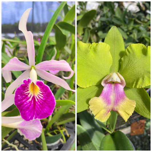 Combo of 2 Exotic Cattleya's Crownfield Mendenhall & Maria Hatnay