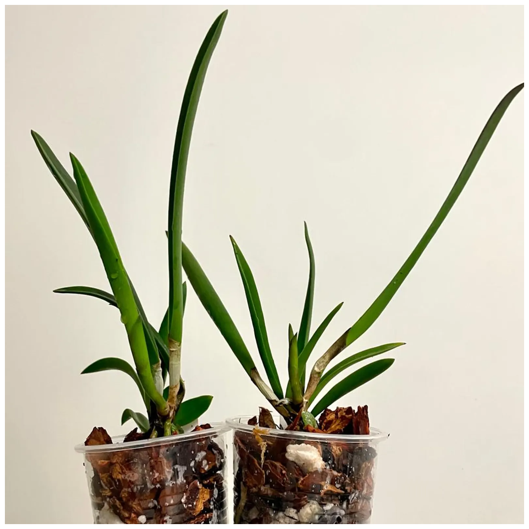 Combo of 2 Exotic Cattleya's Crownfield Mendenhall & Maria Hatnay - plant store® 