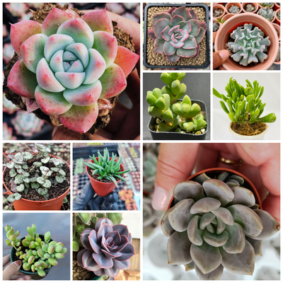 Budget Beauties Bundle of Succulents (Set of 10 Succulents)