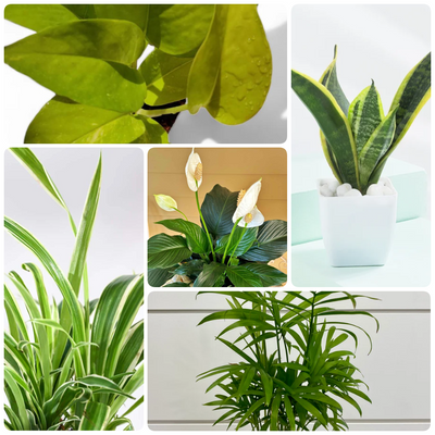 The Pure Living Plants Bundle – 5 Best Air Purifying Indoor Plants