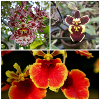 Assorted Tolumnia 3 Colour Combo (Blooming Size)