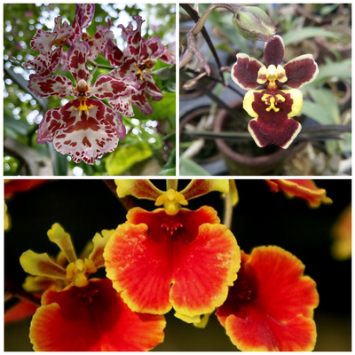 Assorted Tolumnia 3 Colour Combo (Blooming Size)