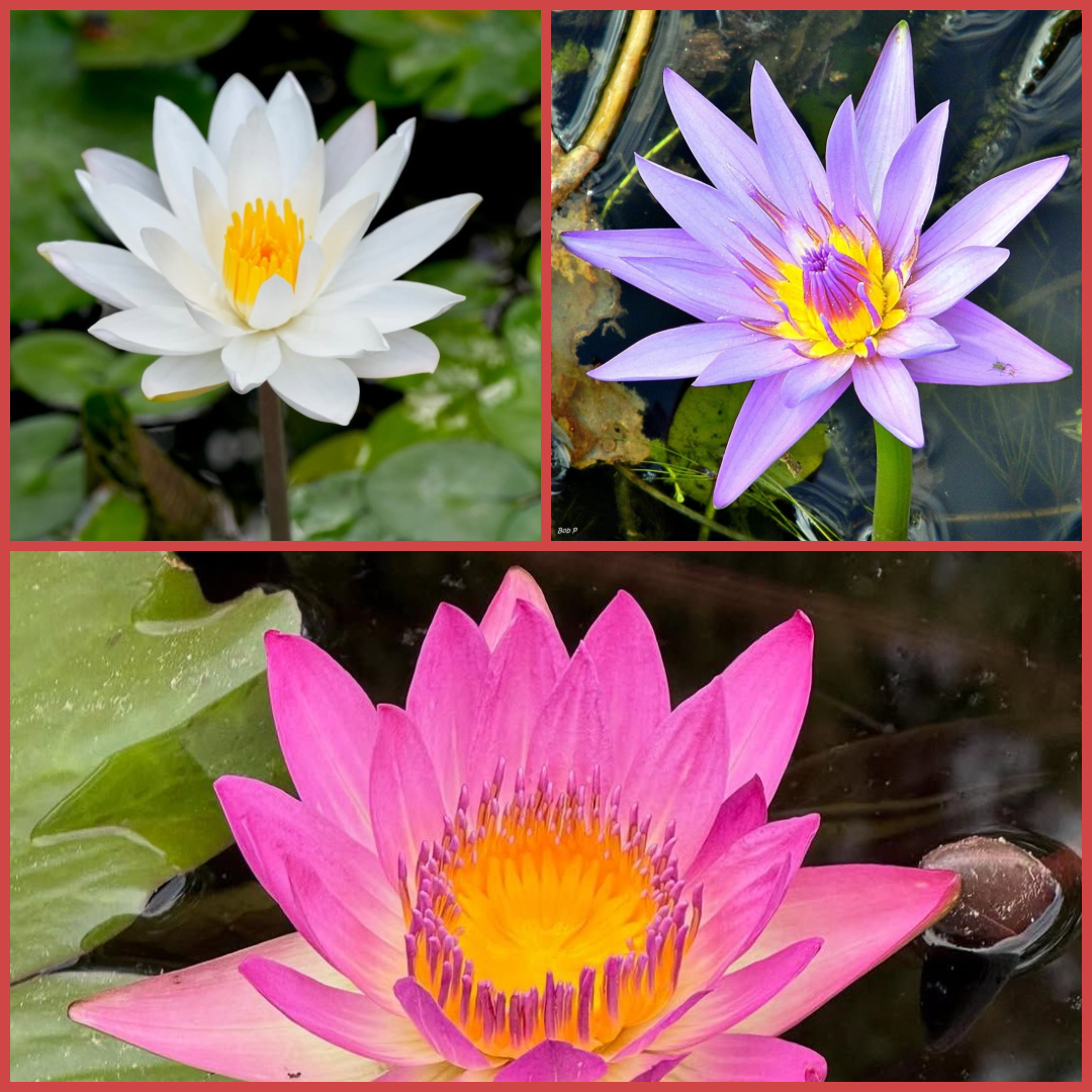 Assorted Tropical Waterlily (Pack of 3)