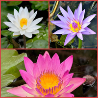 Assorted Tropical Waterlily (Pack of 3)