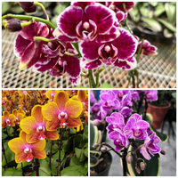 Assorted Phalaenopsis Orchid Combo (With Buds)