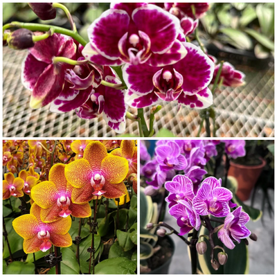 Assorted Phalaenopsis Orchid Combo (With Buds)