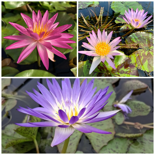 Assorted Tropical Waterlily Peach, Pink, Lavender (Pack of 3)