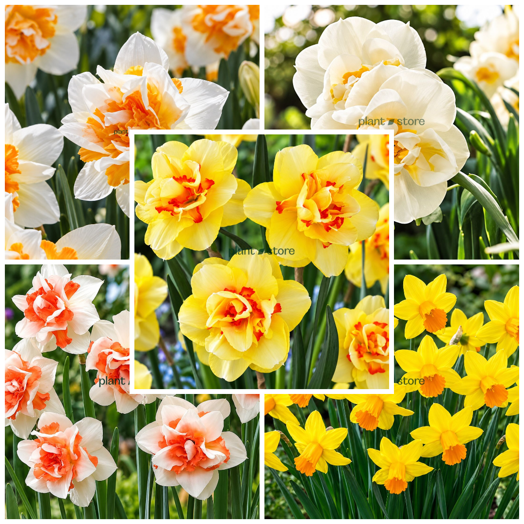 Daffodils - Imported Mix Colour Flowering Bulbs