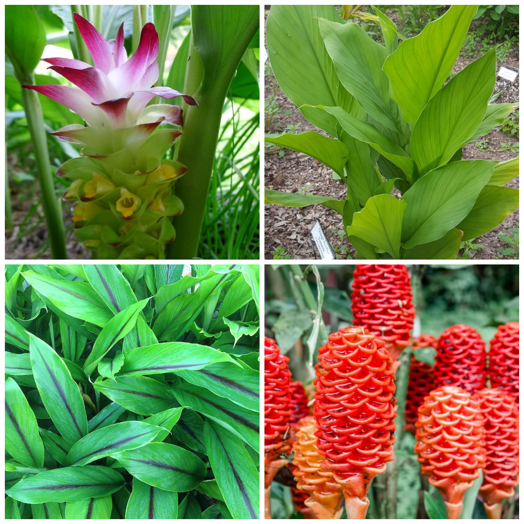 Medicinal Bulbs Combo | Black Turmeric, Black Ginger, Shampoo Ginger ...