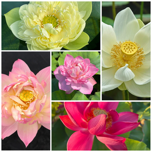 Assorted Lotus Tubers – Bundle of 5 Unique Varieties