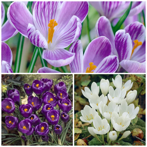 Flowering Crocus Bulbs