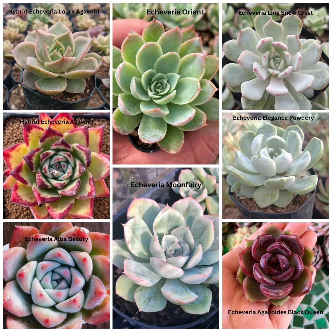 The Ultimate Echeveria Collection - 8 Different Varieties of Echeverias