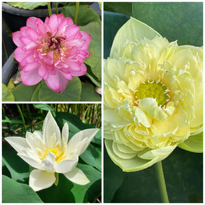 Assorted Lotus Combo – White, Pink & Yellow (Pack of 3)