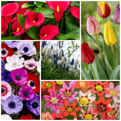 Blooming Winter Magic of Bulbs