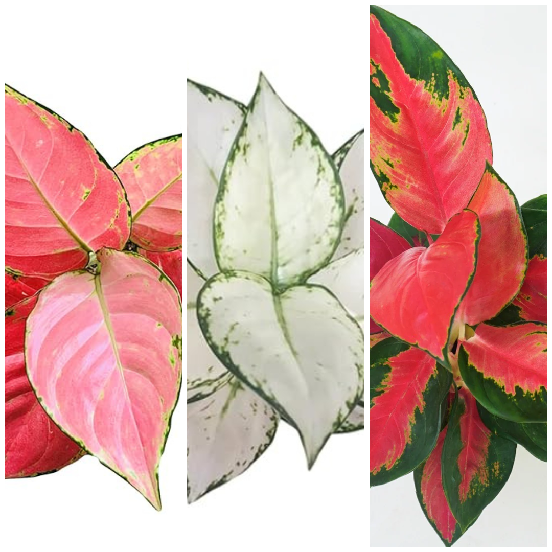 Most Popular Aglaonema Trio