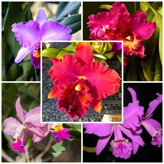 Assorted Cattleya Seedling (Combo of 5)