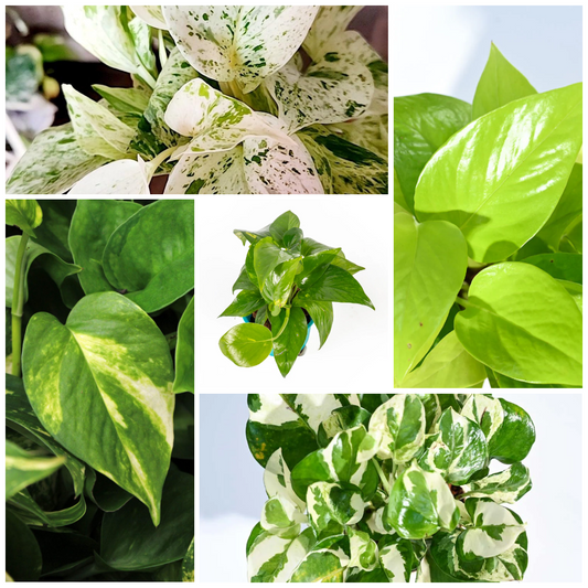 Grih Sukh Shanti Plants Combo - (Set of 5 Plants to keep Inside the House)