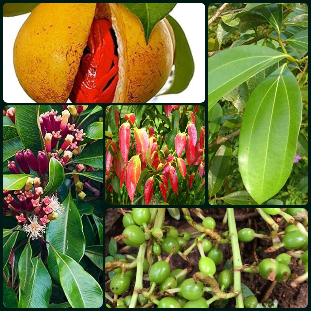 Royal Indian Masala Plants Collection