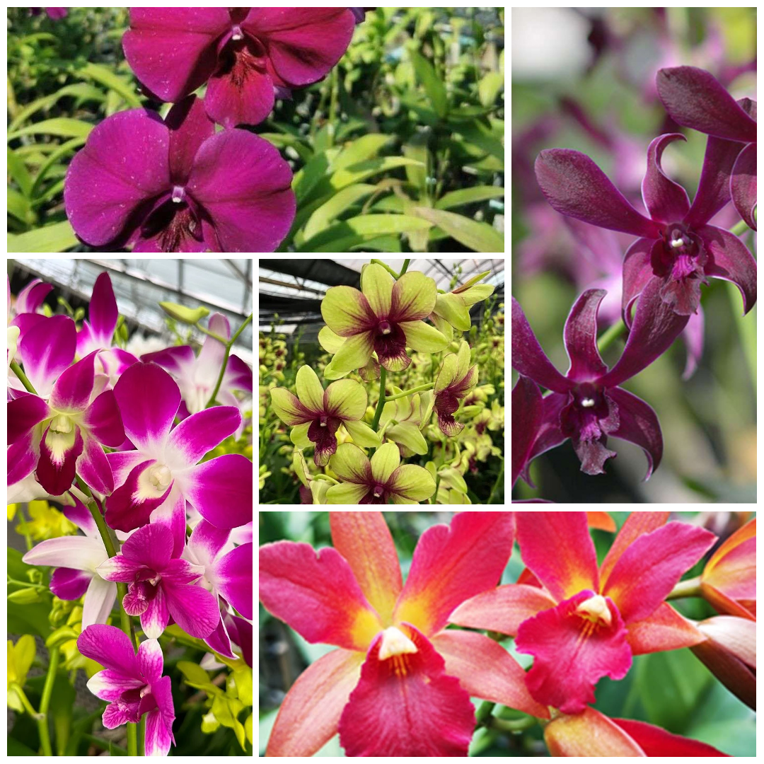 Assorted Dendrobium Seedling size 5 Orchids Combo