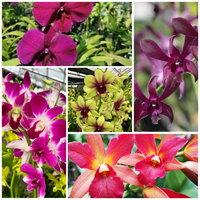 Assorted Dendrobium Seedling size 5 Orchids Combo - plant store® 