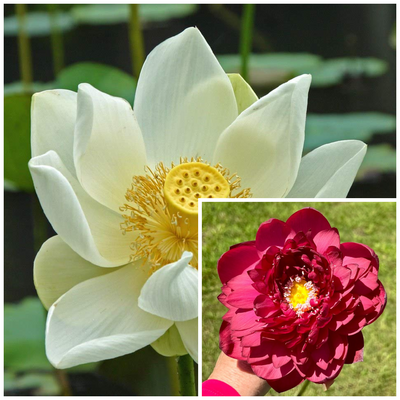 Assorted Lotus Tubers – White & Pink Bloom Duo (Pack of 2)
