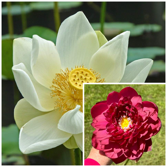 Assorted Lotus Tubers – White & Pink Bloom Duo (Pack of 2)