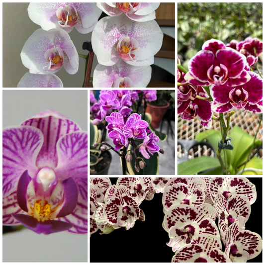 Assorted Phalaenopsis Orchid Combo (With Buds)