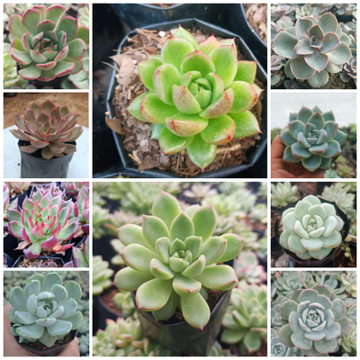 Assorted Bundle of 10 Echeverias