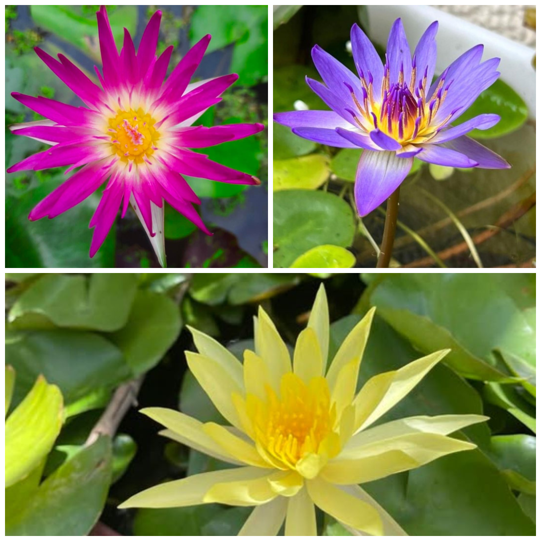 Assorted Tropical Waterlily  (Pack of 3)
