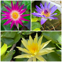 Assorted Tropical Waterlily  (Pack of 3)