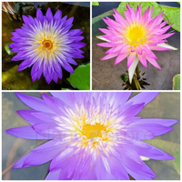 Bi-colour waterlily combo