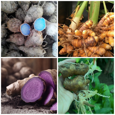 Medicinal Bulbs Combo